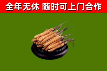 东宝回收冬虫夏草