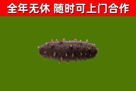 东宝回收海参干